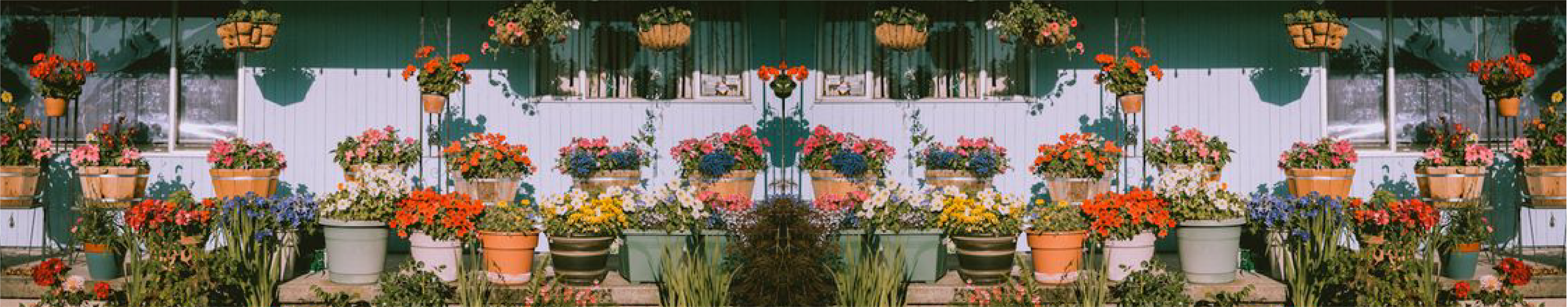 CASHMERE STATE FLOWERS